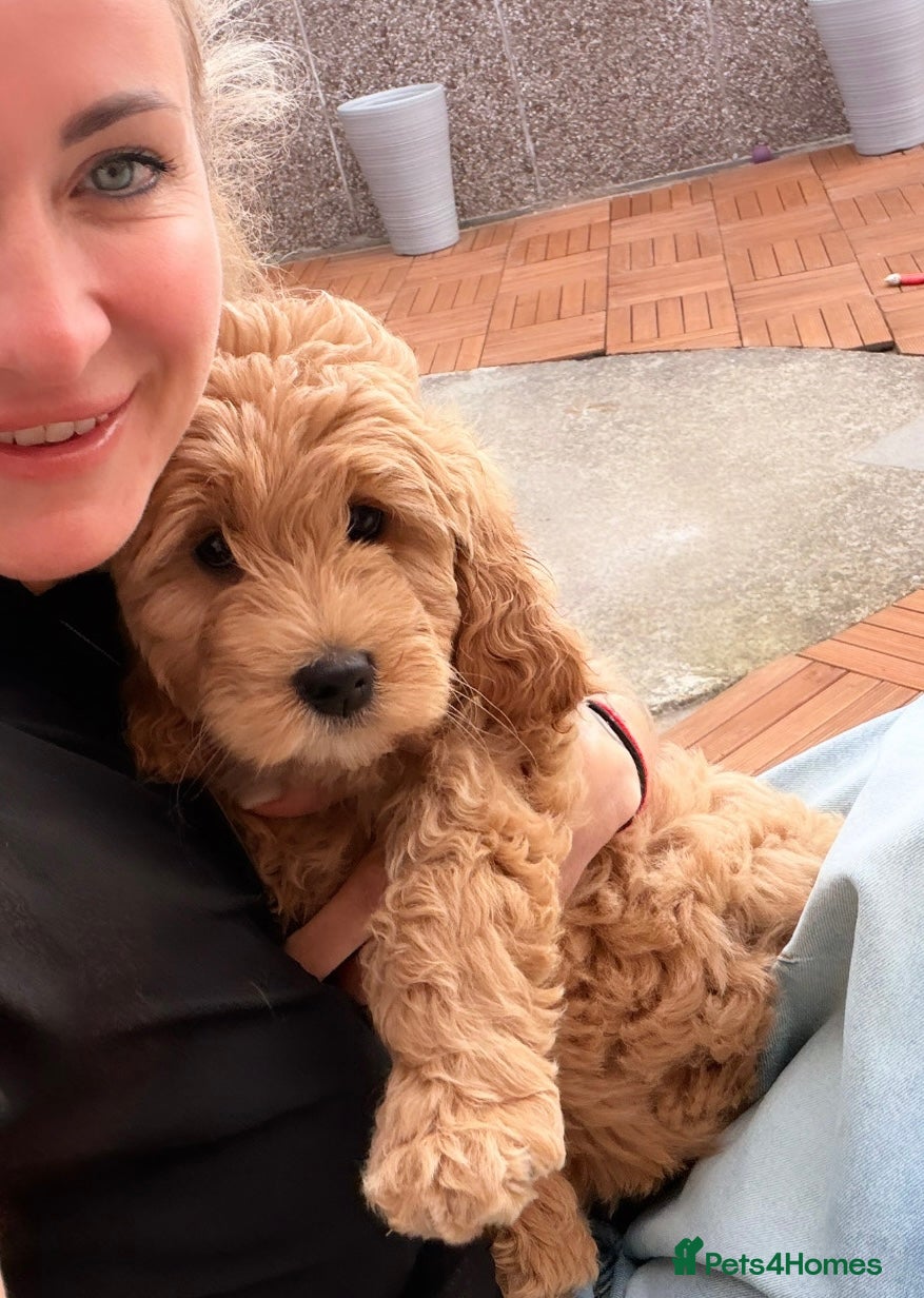 Mini Goldendoodle dogs Stunning F1 Miniature Goldendoodle puppies - Advert 4