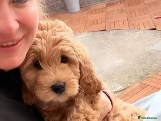 Mini Goldendoodle dogs Stunning F1 Miniature Goldendoodle puppies - Advert 4