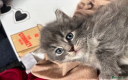 British Shorthair cats for sale: Beautiful grey kitten male  - Image 8