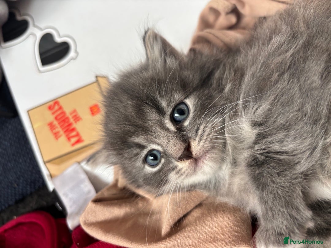 British Shorthair cats for sale: Beautiful grey kitten male  - Image 8