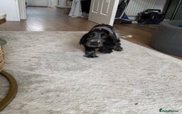 Cocker Spaniel dogs for sale: Blue roan show cocker spaniel  - Image 21