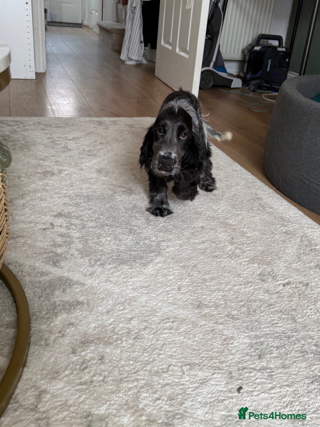 Cocker Spaniel dogs for sale: Blue roan show cocker spaniel  - Image 21