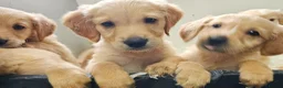 Golden Retriever dogs for sale: Golden retriever puppies in Seaham - Advert 11