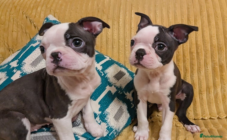 Boston Terrier dogs - Advert 1