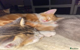 Mixed Breed cats for sale: Ready to go gorgeous male white tabby  - Image 6