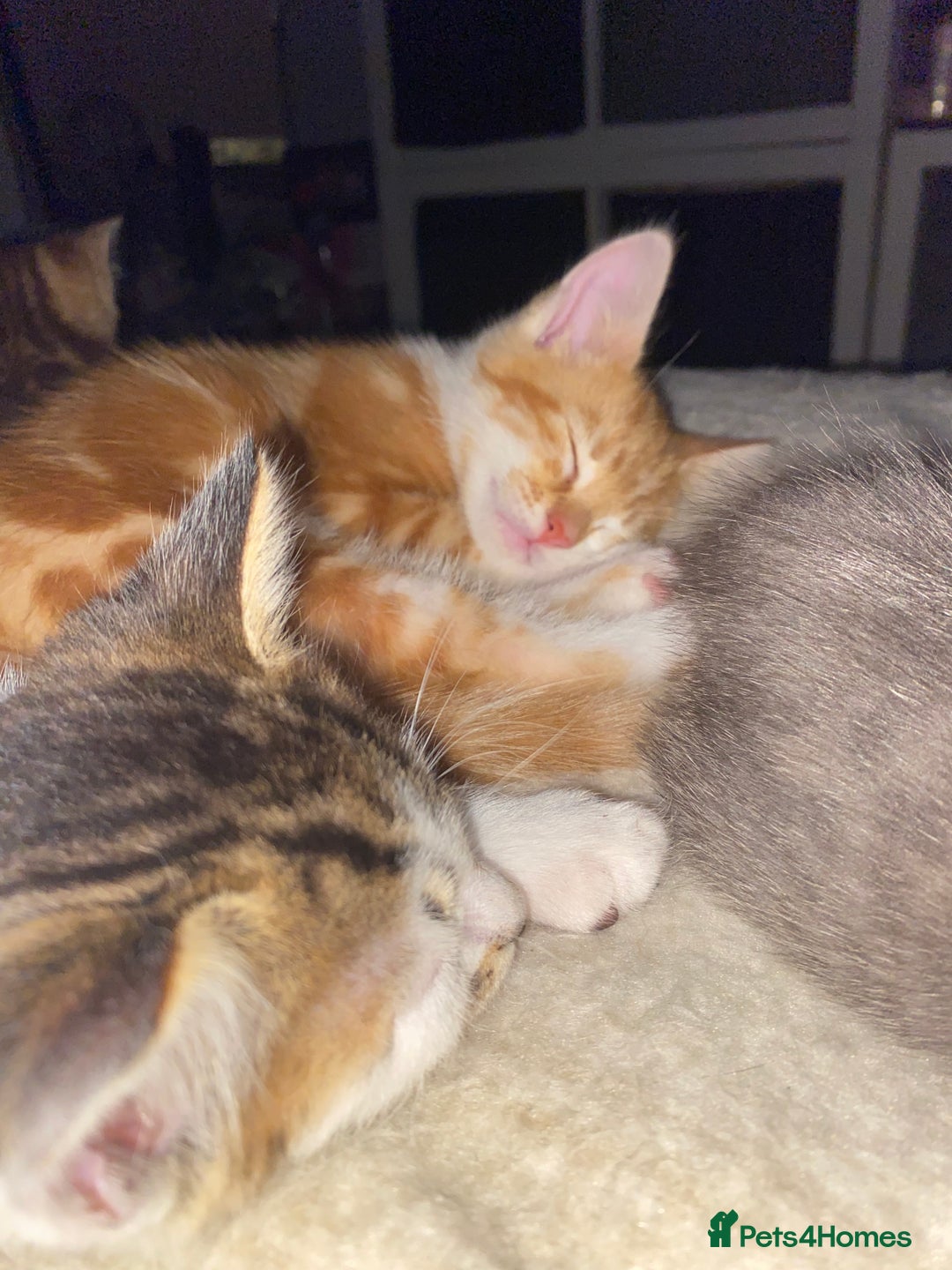 Mixed Breed cats for sale: Ready to go gorgeous male white tabby  - Image 6