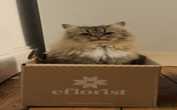 British Longhair cats for sale: Rehoming Purebred British Longhair  - Image 6