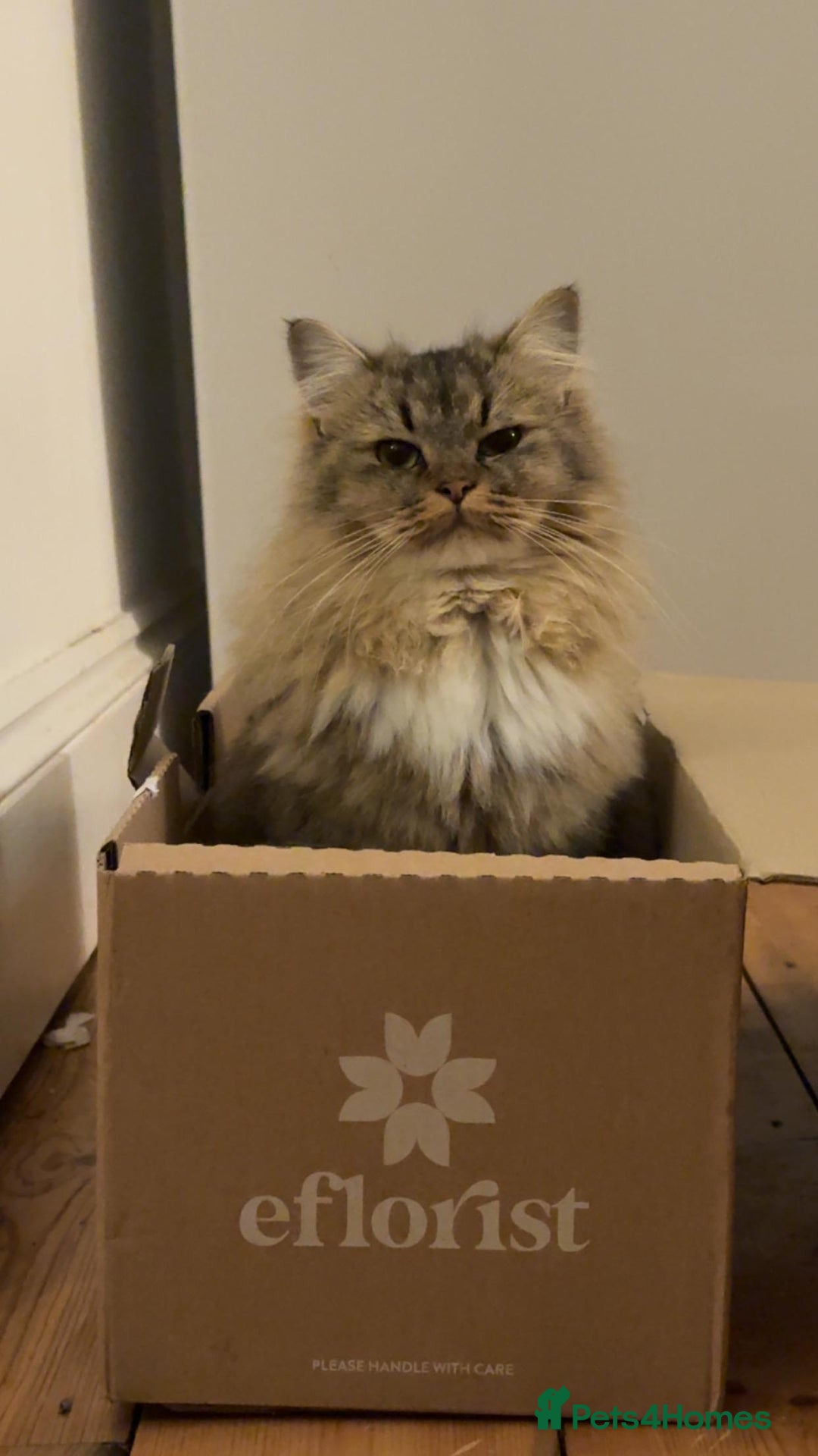 British Longhair cats for sale: Rehoming Purebred British Longhair  - Image 6