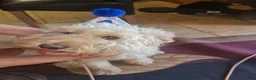 Mixed Breed dogs for stud: Beautiful and healthy Cockapoo for Stud in Leighton Buzzard - Advert 4