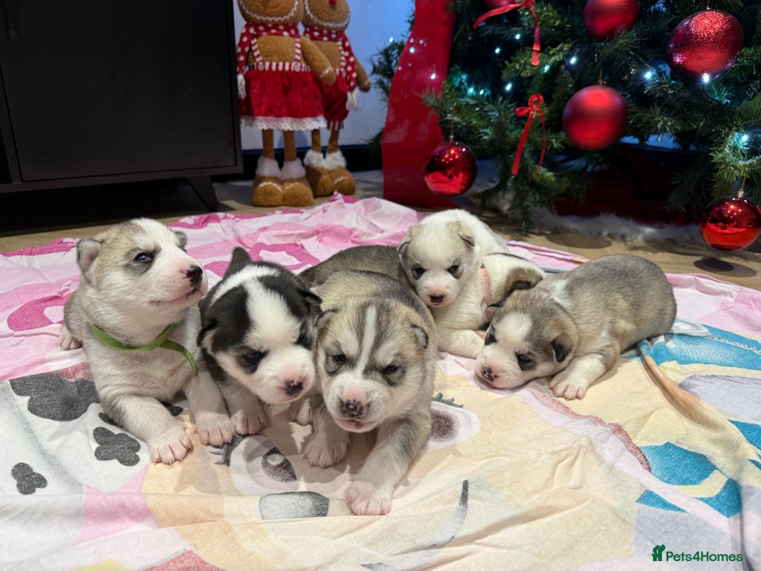 Siberian Husky dogs for sale: Beautiful Siberian Husky Puppies Ready to Reserve - Advert 26