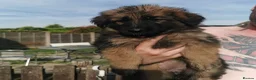 German Shepherd dogs for sale: German shepherd puppies - Advert 9