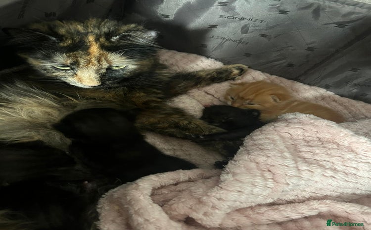 Mixed Breed cats in Hounslow - Advert 14
