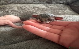 Sphynx cats for sale: ✨ Adorable Elf Sphynx Kittens ✨ - Image 7