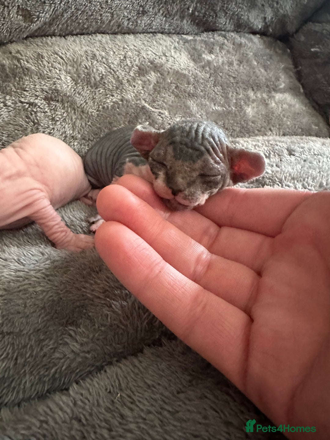 Sphynx cats for sale: ✨ Adorable Elf Sphynx Kittens ✨ - Image 7