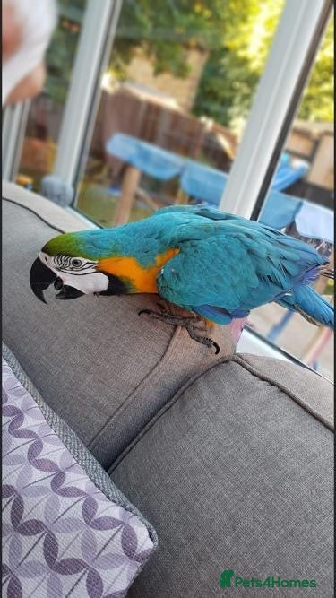 Macaws birds Nacho Blue and Gold Macaw  - Advert 2
