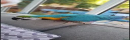 Macaws birds for sale: Nacho Blue and Gold Macaw  in Northampton - Advert 1