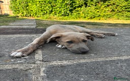Lurcher dogs for sale: Beautiful lurcher puppies - Image 3