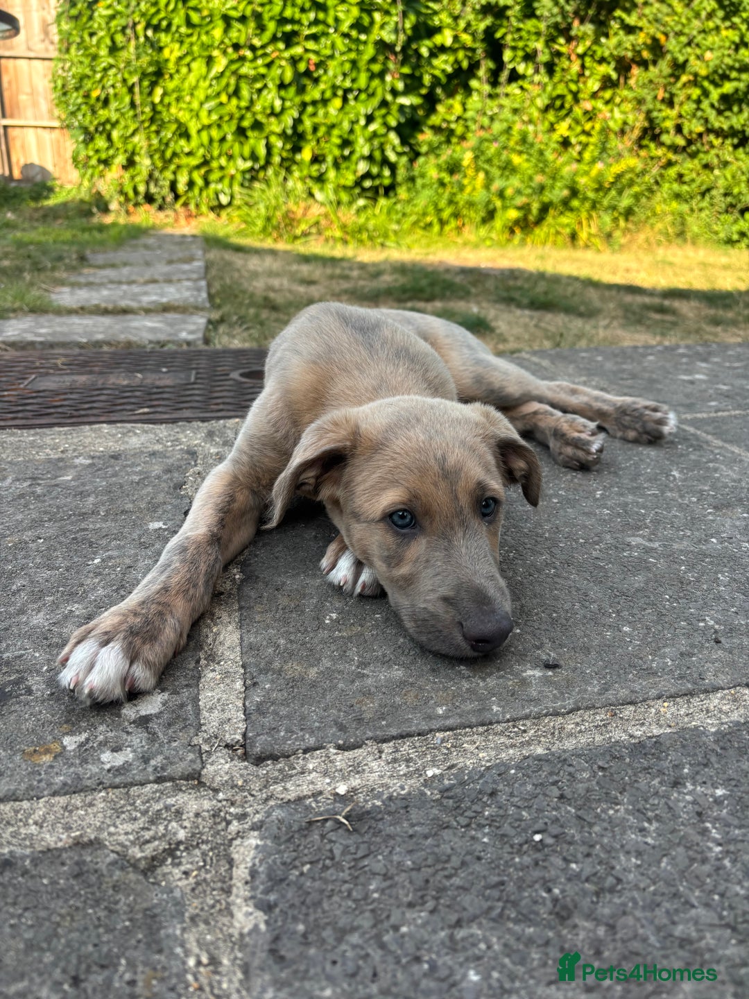 Lurcher dogs for sale: Beautiful lurcher puppies - Image 3