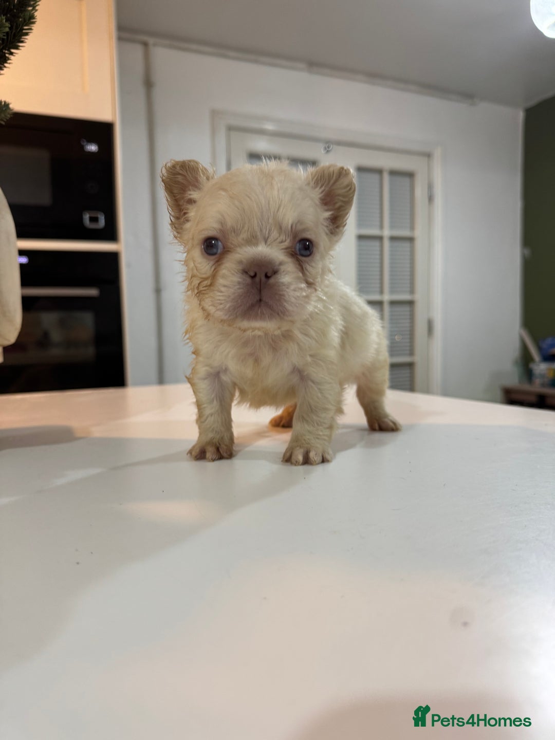 French Bulldog dogs for sale: Fluffy french bulldogs READ DESCRIPTION  - Advert 3