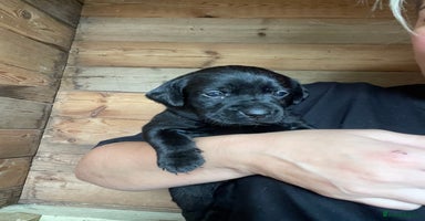 Labrador Retriever dogs - Advert 1