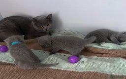 British Shorthair cats for sale: READY NOW. 3 Gorgeous Playful Affectionate BSH - Image 8