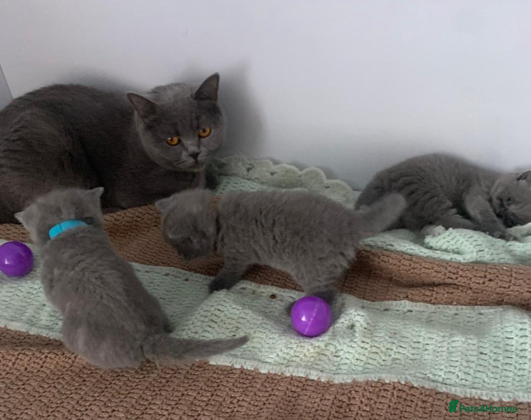 British Shorthair cats for sale: READY NOW. 3 Gorgeous Playful Affectionate BSH - Image 8