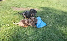 Miniature Dachshund dogs for sale: affectionate dapples sausages minis - Image 1