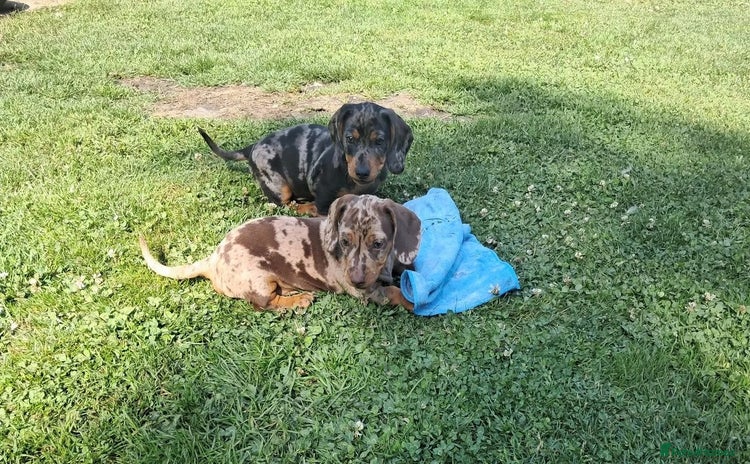 Miniature Dachshund dogs - Advert 16
