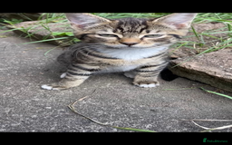 Domestic Shorthair cats for sale: Sweetest Kitten - Image 8