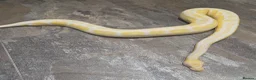 Snake reptiles for sale: Hognose & royal python ball python snake - Advert 13