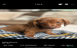 Miniature Dachshund dogs for sale: Two Adorable Girls Looking For Families  - Image 11