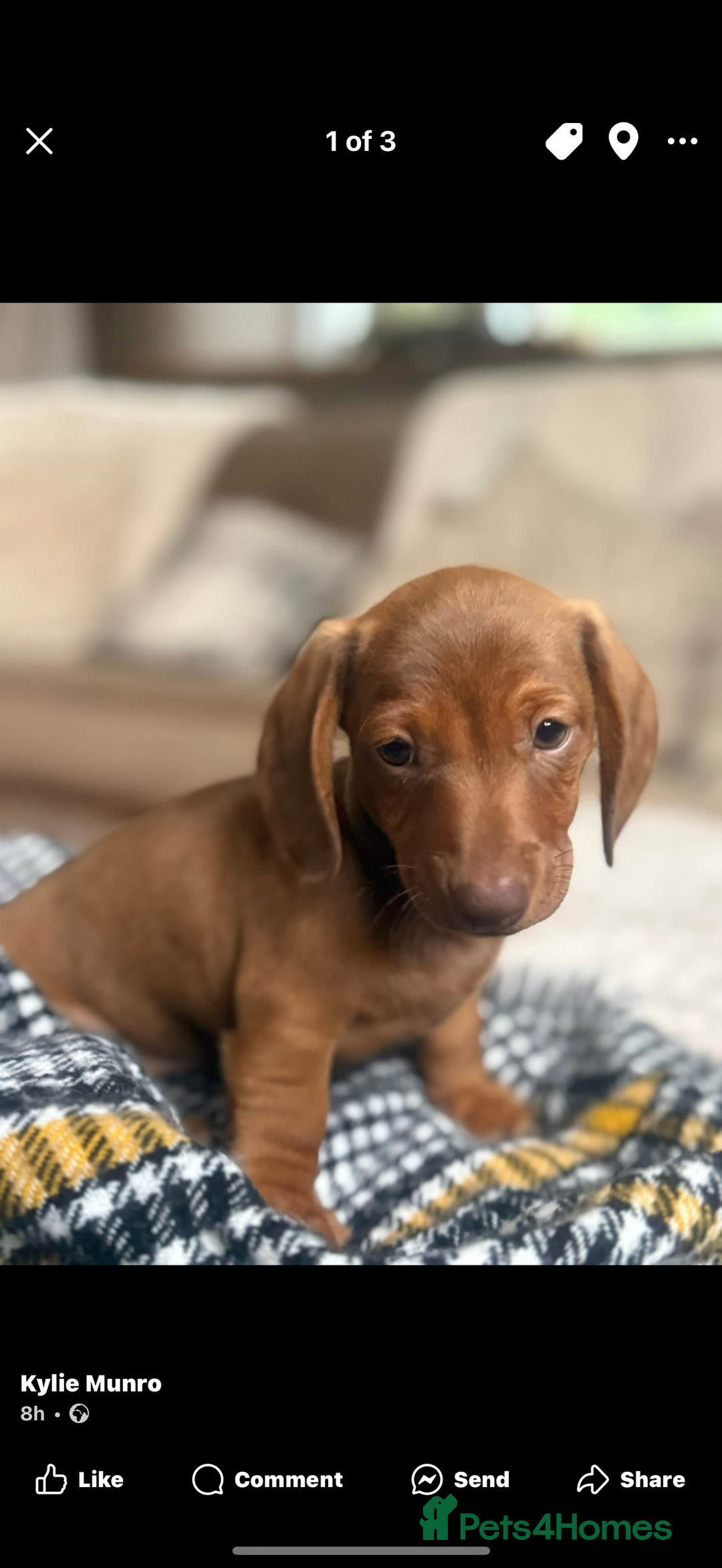 Miniature Dachshund dogs for sale: Two Adorable Girls Looking For Families  - Image 11