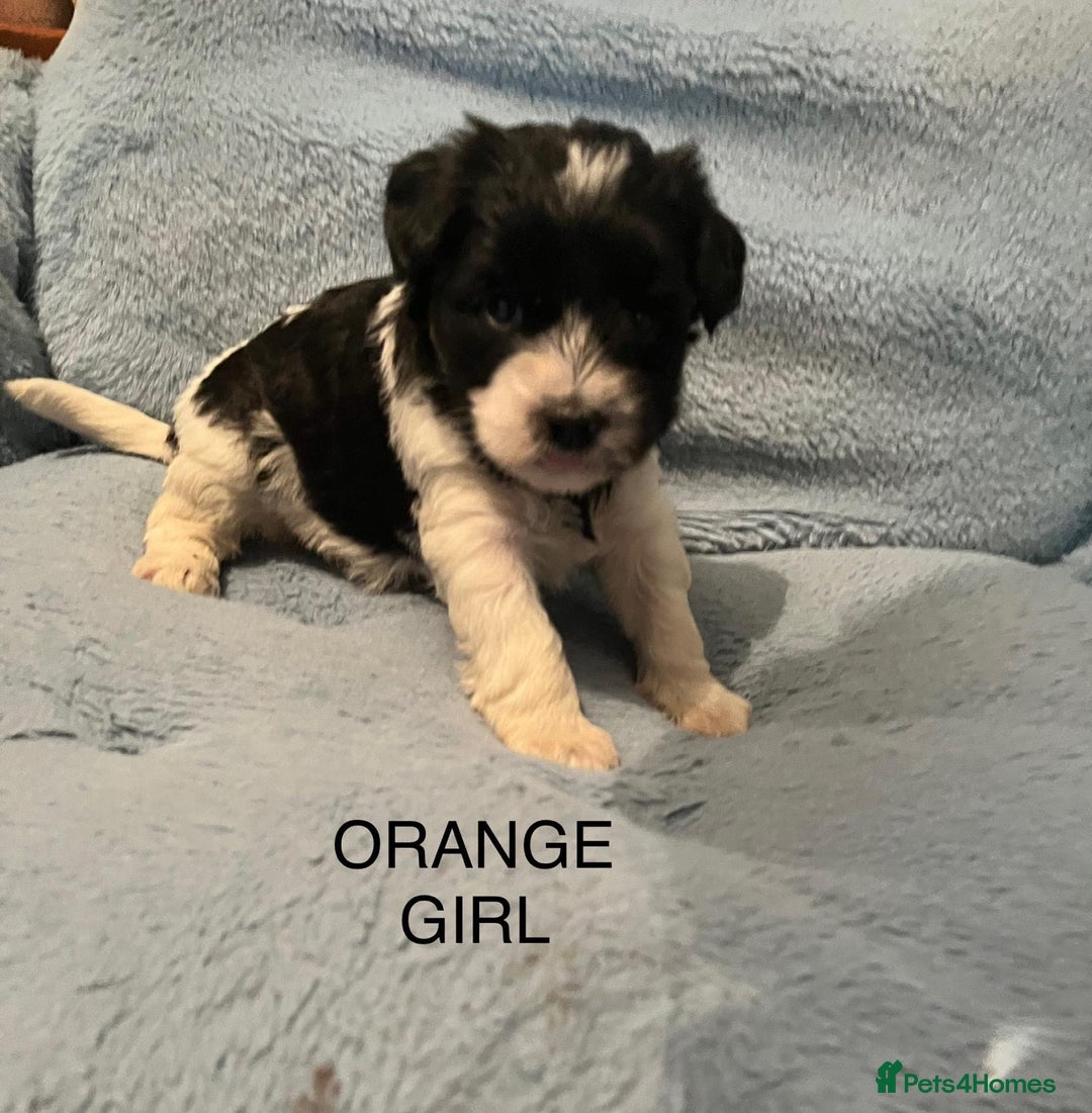 Miniature Schnauzer dogs for sale: OMG ❤️RARE  PEDIGREE PARTI MINIATURE SCHNAUZER  - Advert 27