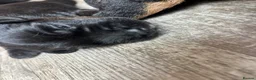 Patterdale Terrier dogs for sale: 🔥🔥ROSIE & BOBS LITTER🔥🔥 in Liverpool - Advert 20
