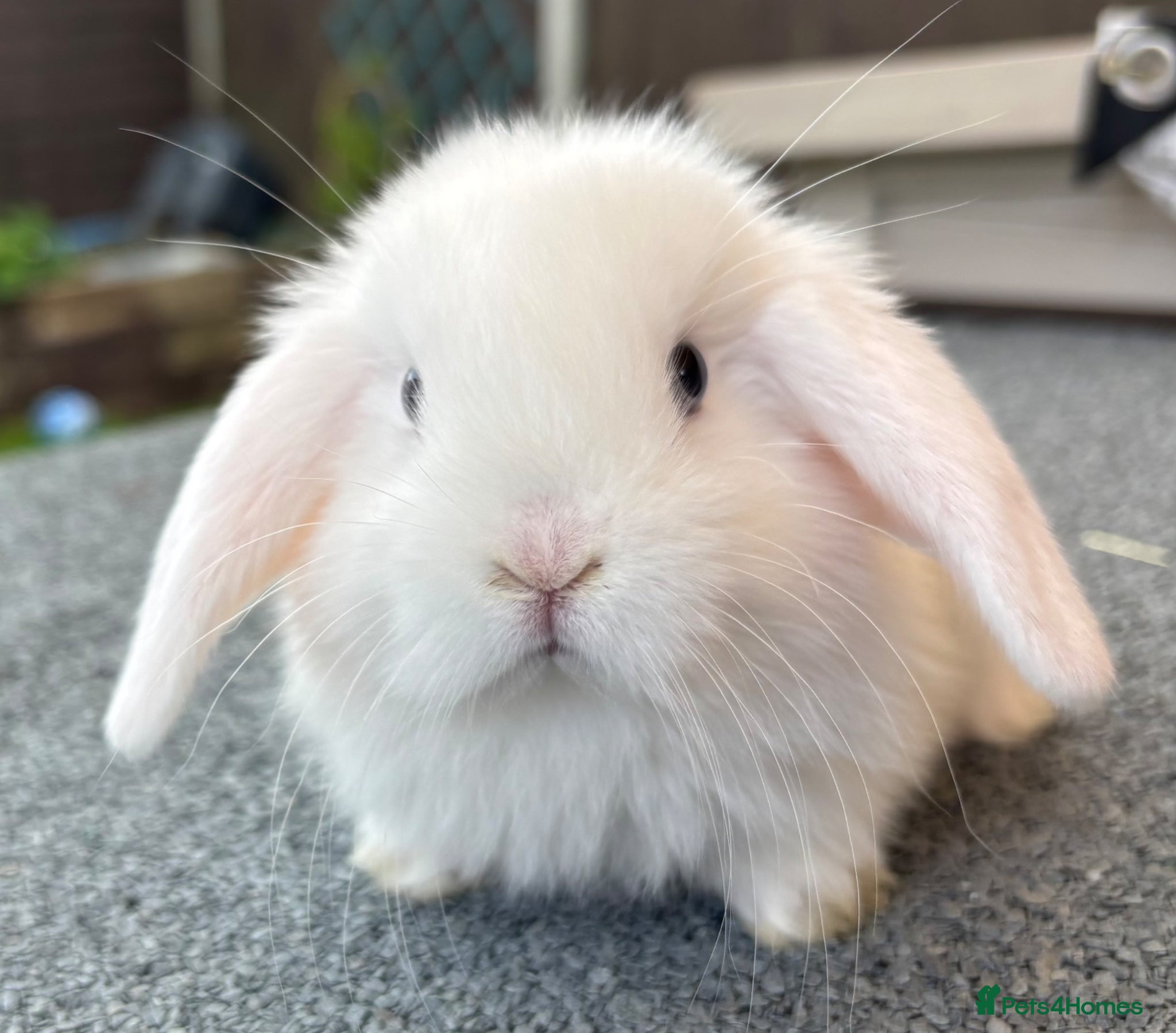 Mini Lop rabbits Mini Lops. Ready to reserve  - Advert 20