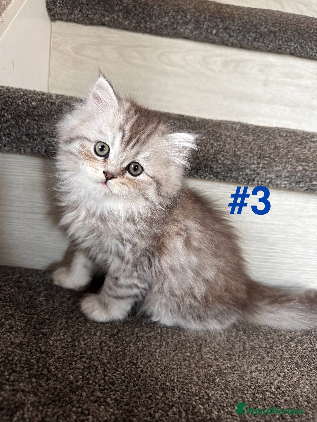 Scottish Fold cats for sale: Adorable Scottish Fold Kittens Ready for New Homes - Image 4