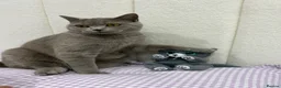 British Shorthair cats for sale: British Shorthair Cat 15 months old  - Advert 5