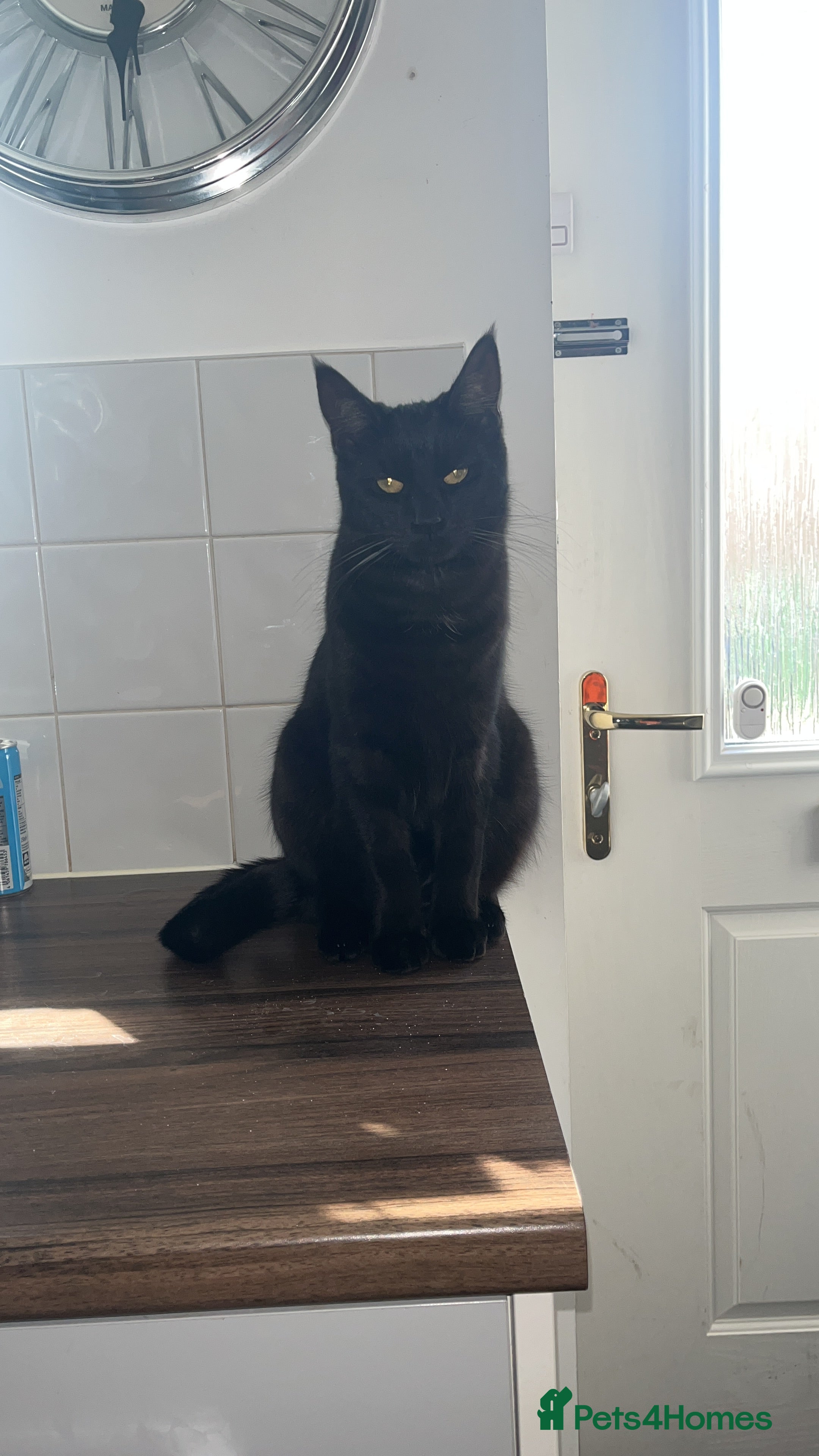 British Shorthair cats Maine Coon cross Black European Cat - Advert 3