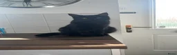 British Shorthair cats for sale: 2 Adult Cats / 1 kitten for sale - Advert 9