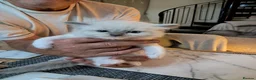 Ragdoll cats for sale: Four Beautiful Ragdoll kittens  - Advert 11