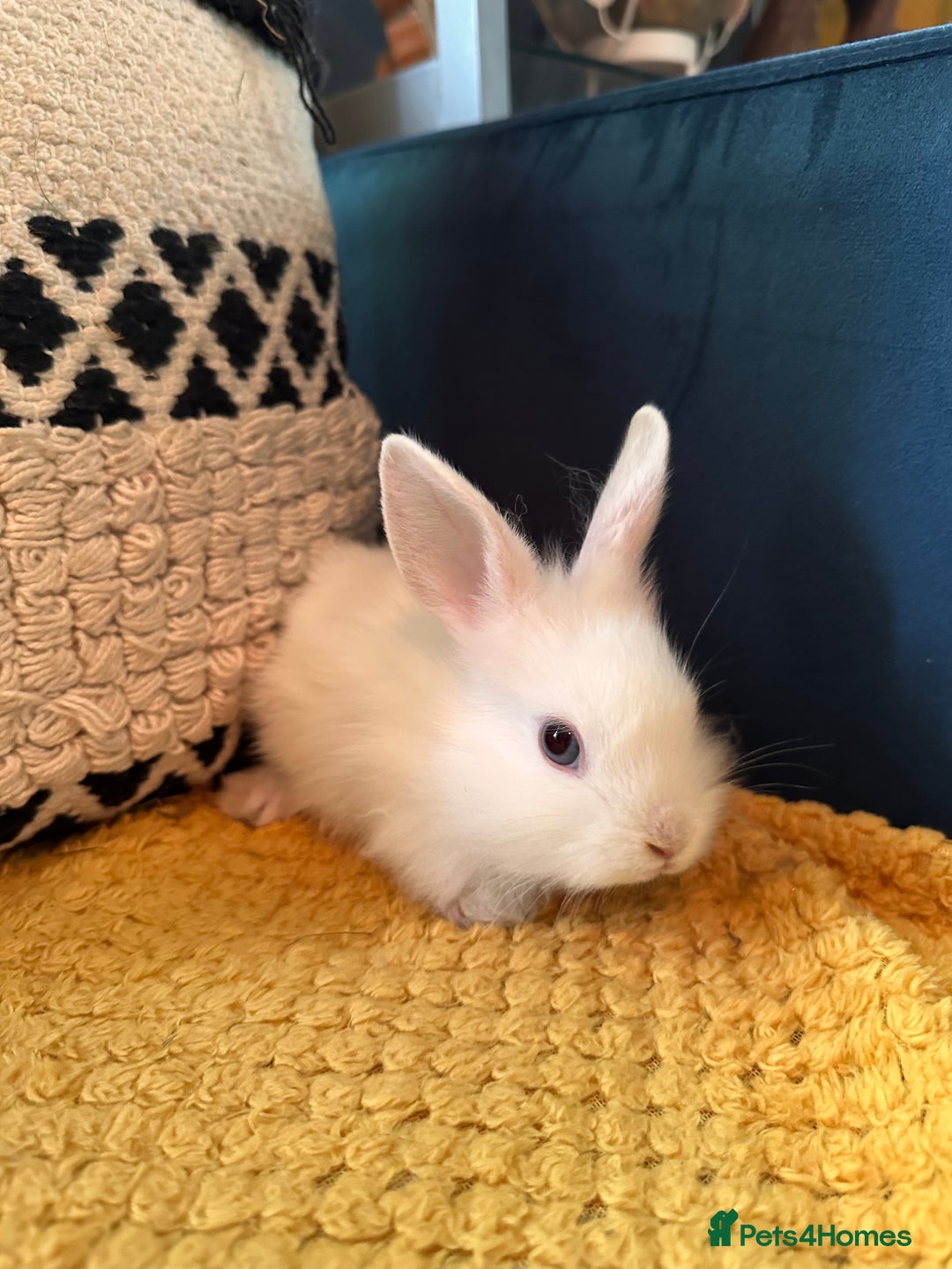Lionhead rabbits for sale: Lionhead Babies for Sale  - Image 12
