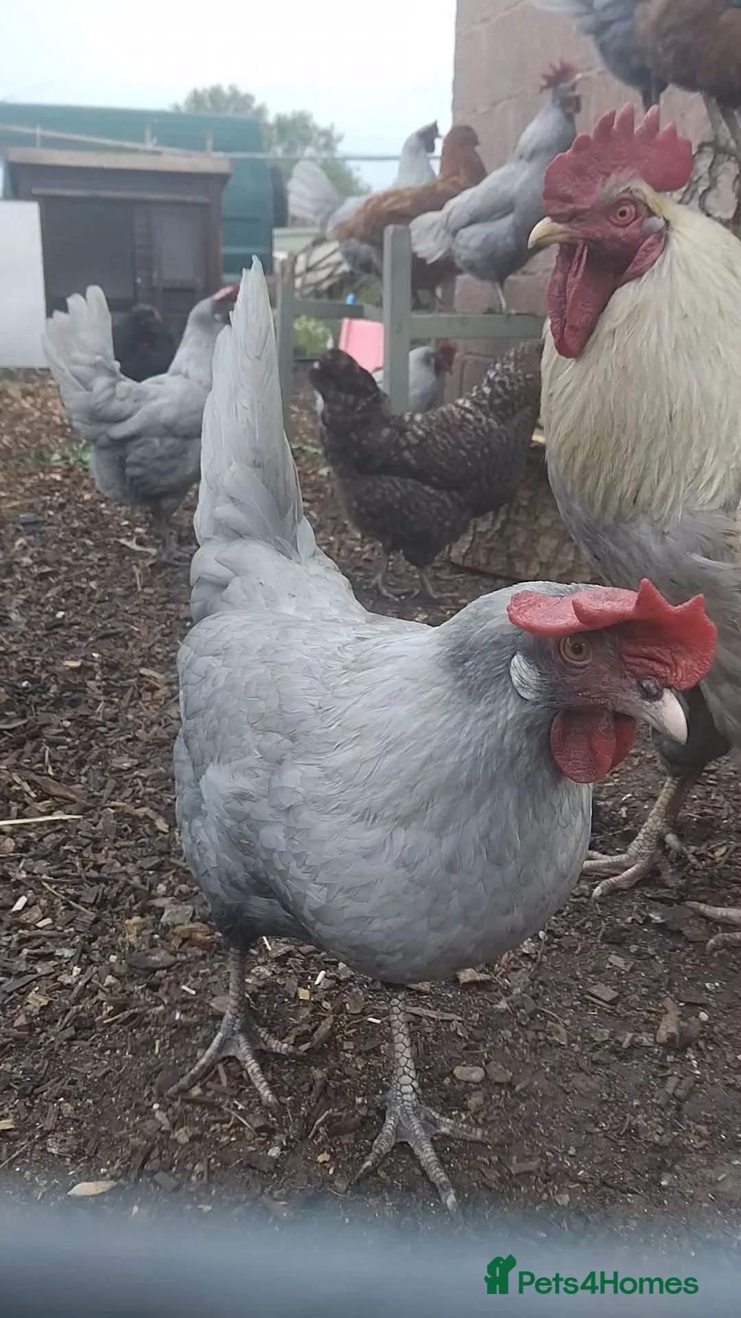 Chickens poultry for sale: 10x leghorn laying hens - Advert 2