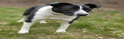 Mixed Breed dogs for adoption: ❤️🐶 RIABA – THE COMPANION EVERY FAMILY DREAMS OF in Burton-on-Trent - Advert 18