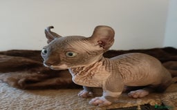 Dwelf cats for sale: STUNNING DWELF - Image 5