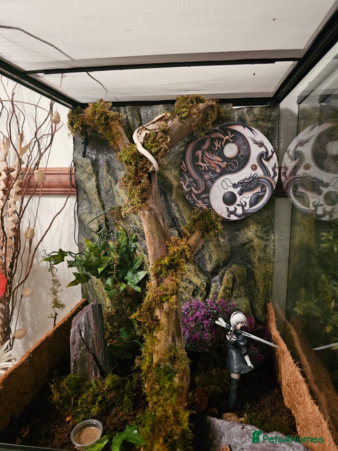 Gecko reptiles for sale: Lilly white crested gecko and viv - Advert 3