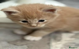 Maine Coon cats for sale: TICA Pedigree Maine Coon Kittens  - Image 16