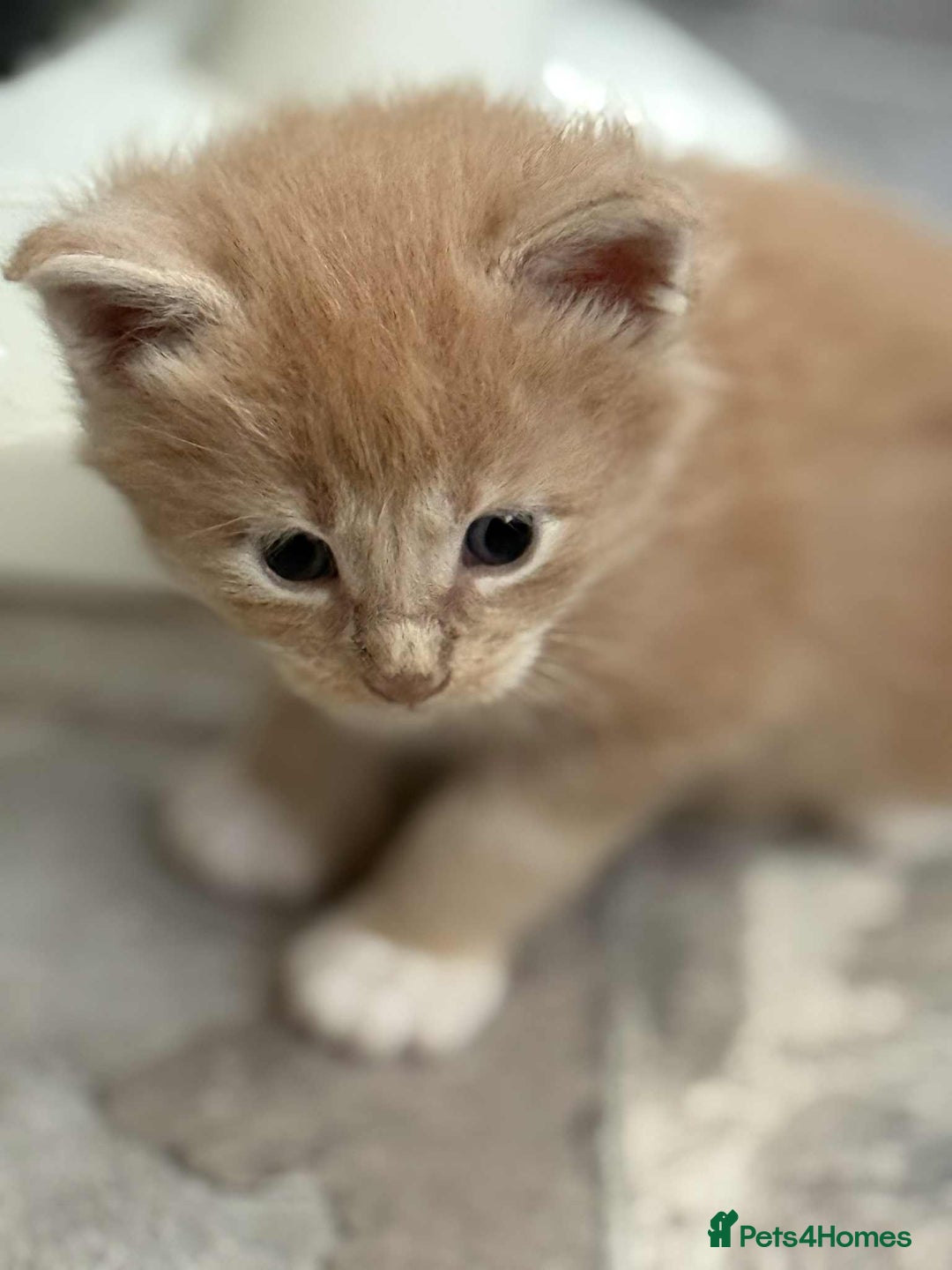 Maine Coon cats for sale: TICA Pedigree Maine Coon Kittens  - Image 16