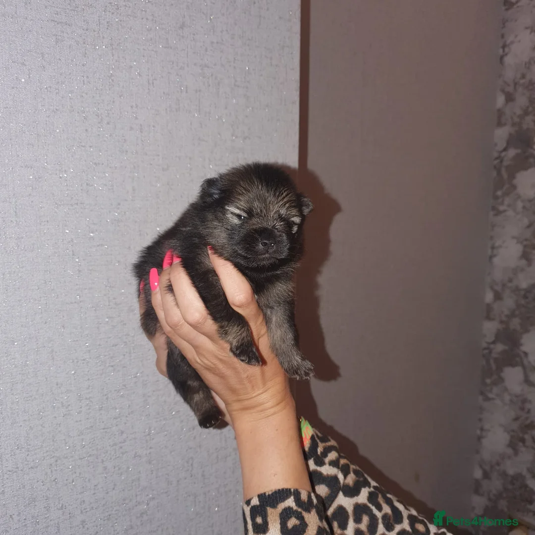 Pomeranian dogs for stud: TINY lilac Russian Pom  in Bridgend - Advert 7