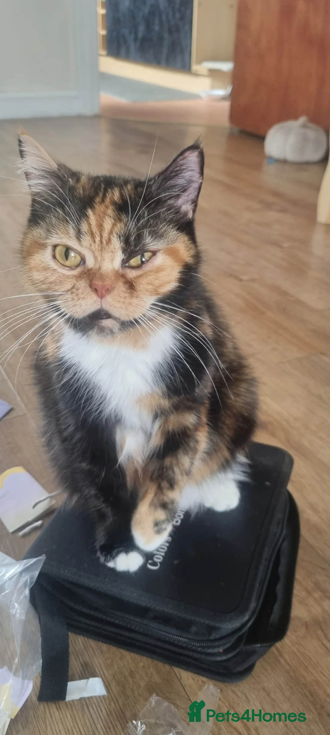 Mixed Breed cats for sale: kittens - Advert 2