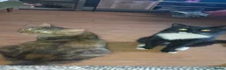 Mixed Breed cats for sale: Narlas kitties  - Advert 3